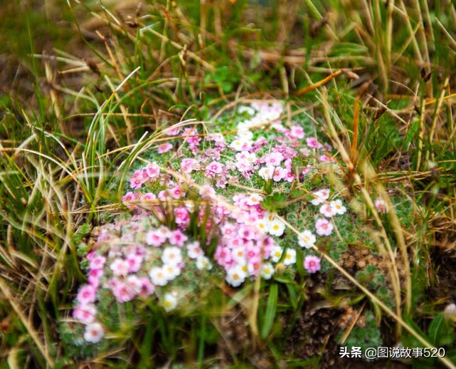“疯狂”虫草一根卖到30元，中国最大虫草地，5月开挖孩子放假
