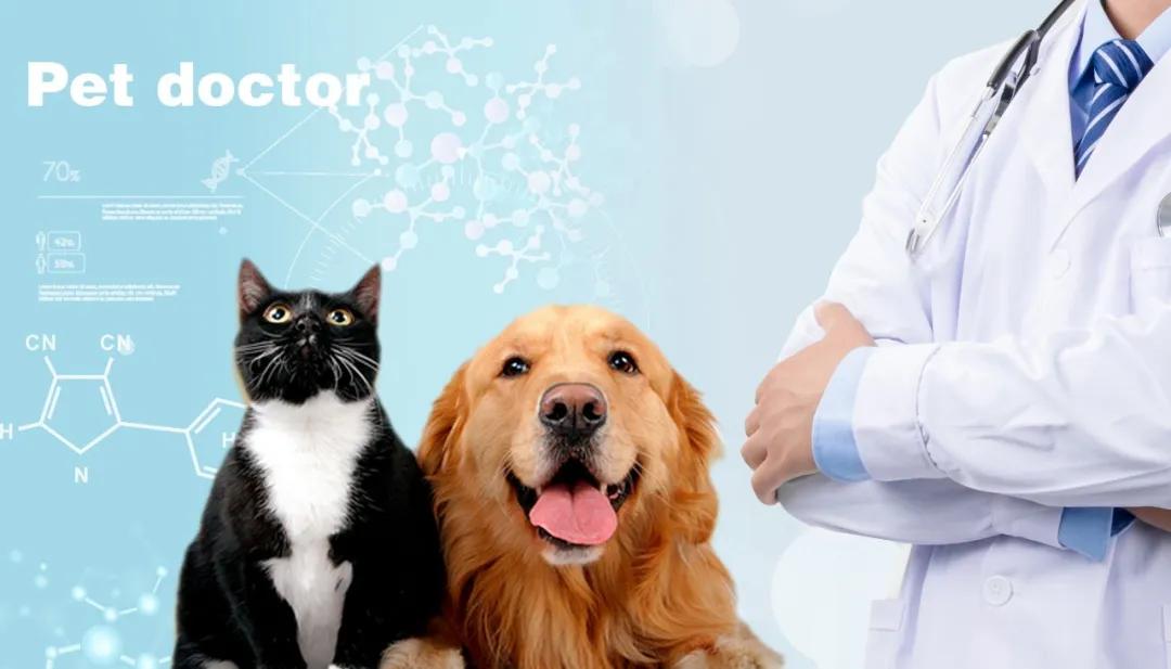 给狗看病太贵放弃治疗,给狗狗看病没效果花了几千