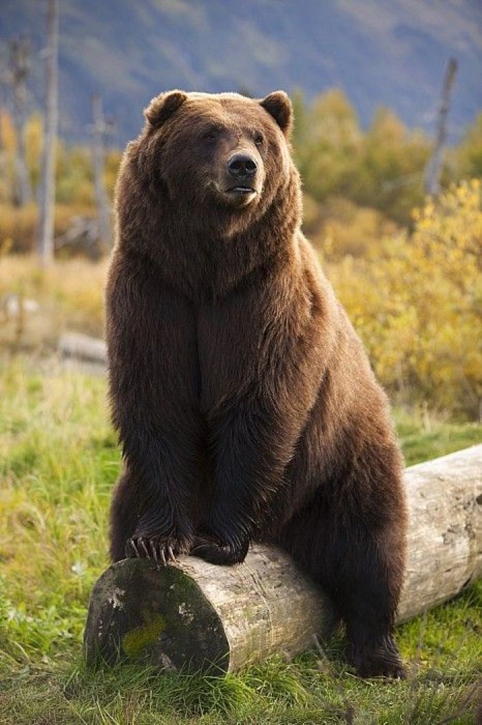 爷爷当年是个猎户，下的一手好套子，有地套有跳套，专套野鸡兔子