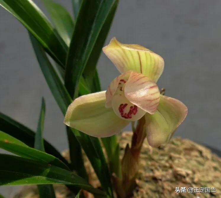 为什么兰花被称为国兰,为什么兰花又叫国兰