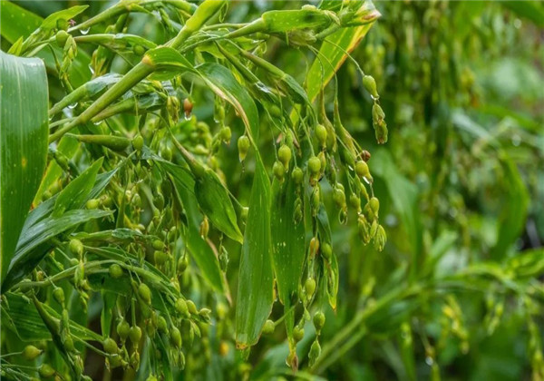 薏苡仁种植技术与栽培管理,薏苡种植的图片