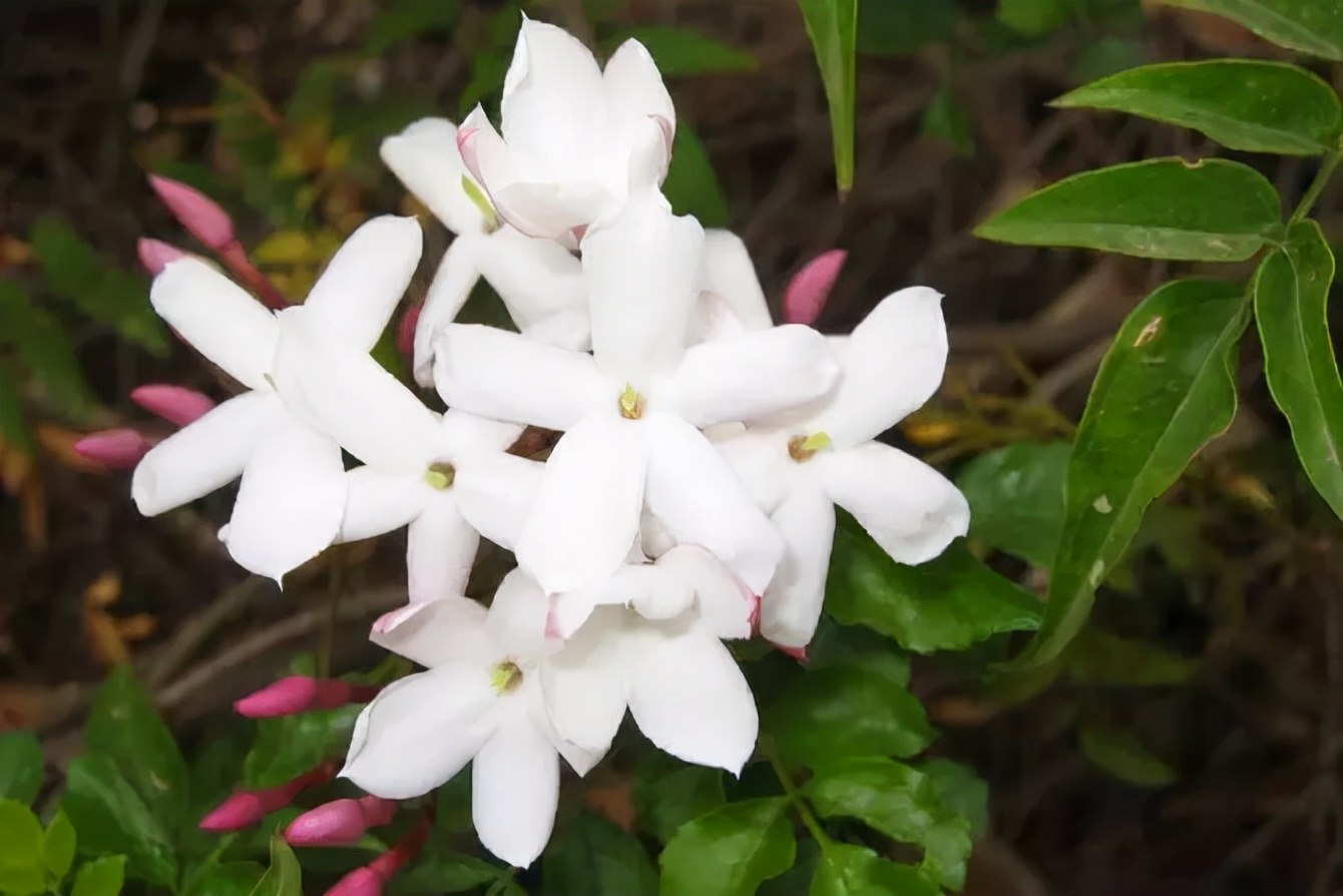 世界各国国花有哪些,各国的市花和国花有什么