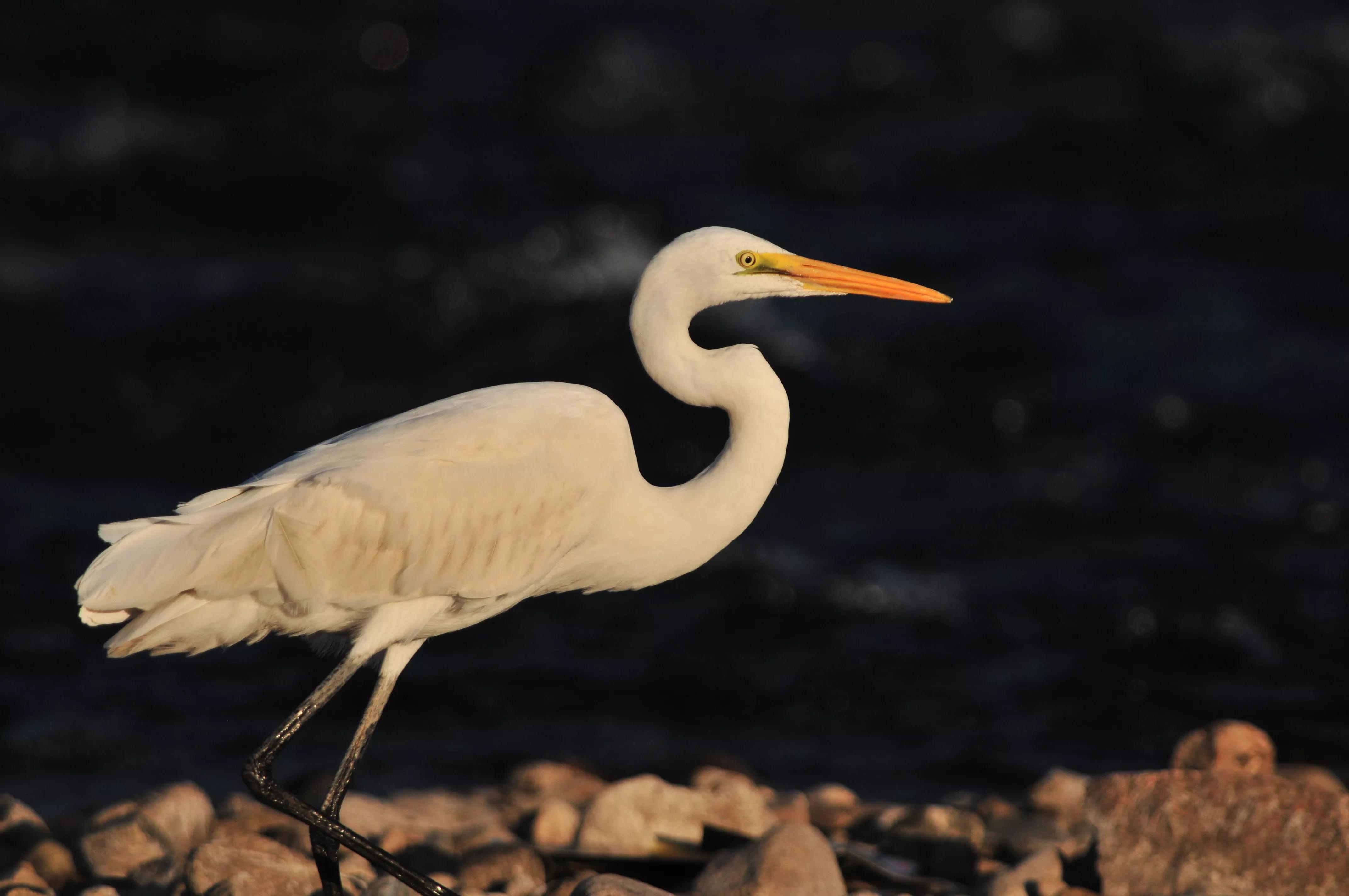 镜头装增距镜光圈会变化吗,镜头加增距镜后虚化效果会变好吗