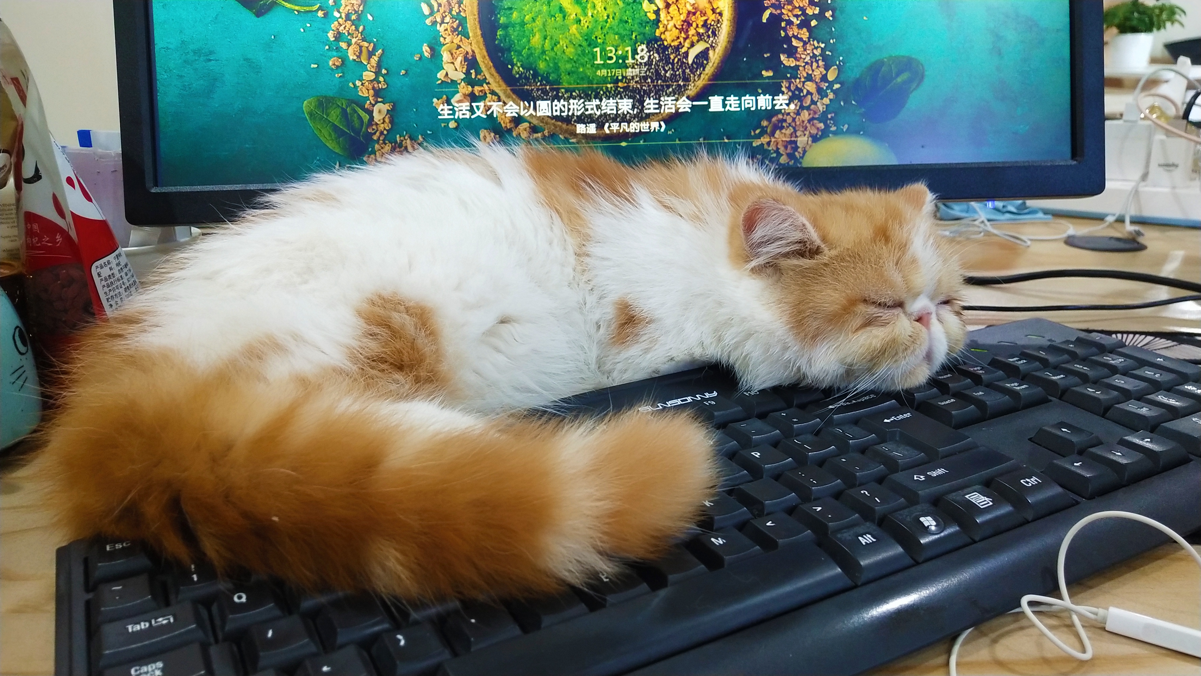 猫咪生病去哪里看,猫咪生病时看什么视频