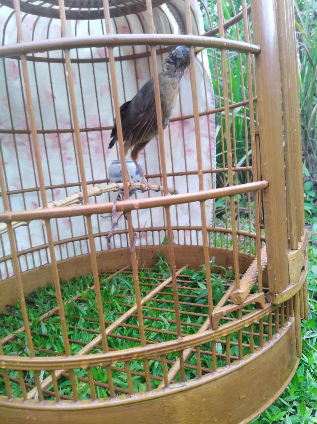 画眉鸟打架受伤的视频,画眉鸟打斗受伤管理方法