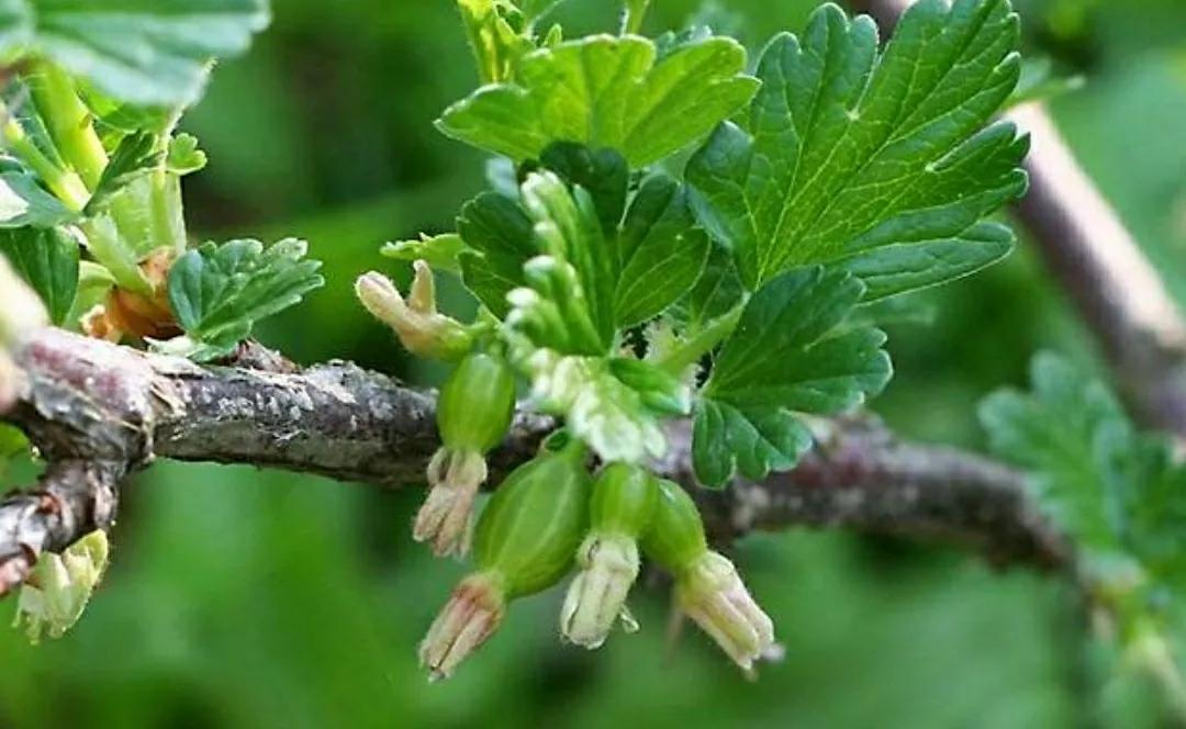 秋日私语：抬头一笑百媚生，美不惊人死不休的造型奇花