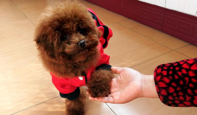 原来泰迪舔这些部位，是有重要事情告诉你