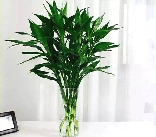 富贵竹怎么养才不黄叶能更旺盛,富贵竹怎么养才能更旺盛小技巧