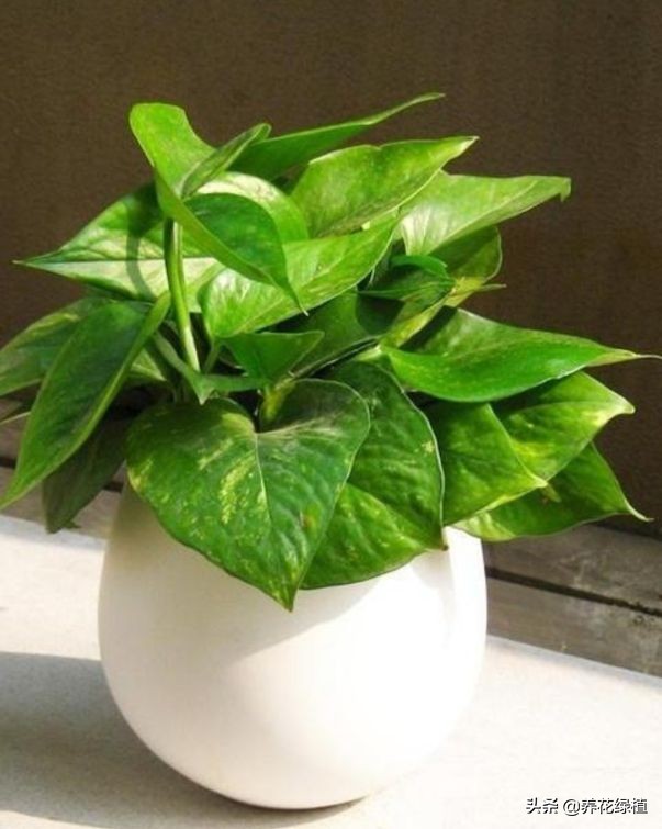 绿萝土培怎么养才能更旺盛一些,土培绿萝怎么养才能不黄叶茂盛