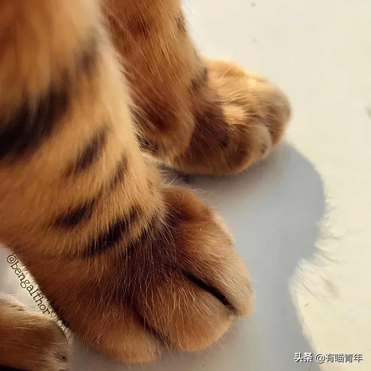 俄罗斯猫敢惹吗,俄罗斯猫有多凶猛