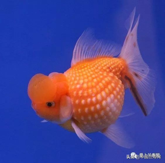 国宝级皇冠珍珠金鱼视频,皇冠珍珠金鱼视频