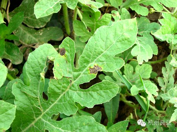 西瓜病虫害一本通表,西瓜红薯种植病虫害防治