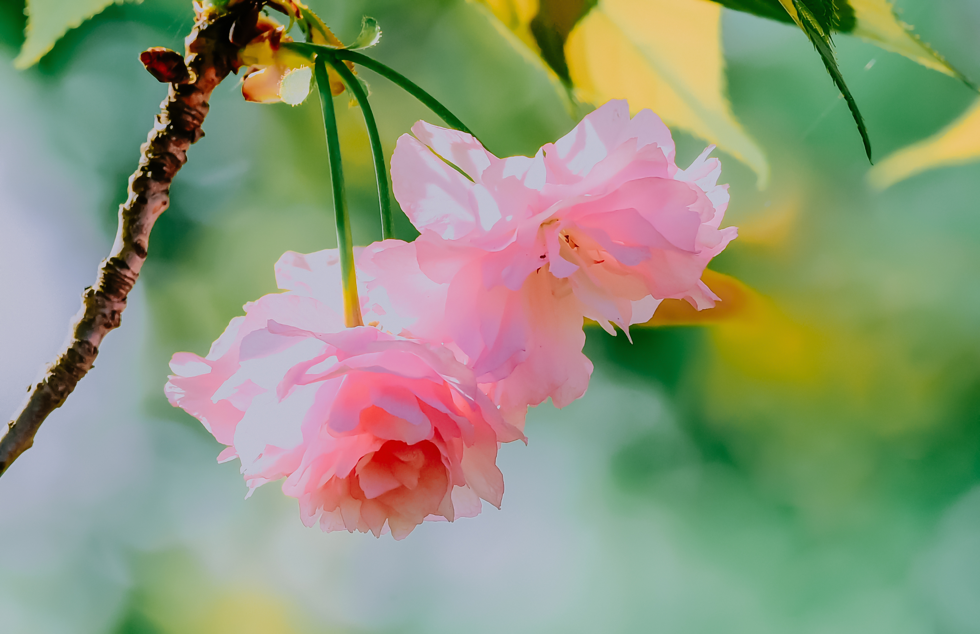 水彩花卉桃花技法,单花樱花怎么拍好看