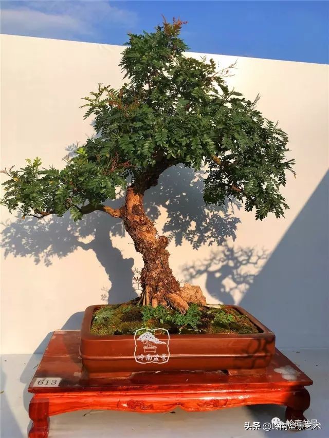 文人杂木盆景精品欣赏,可以做盆景的杂木图片大全