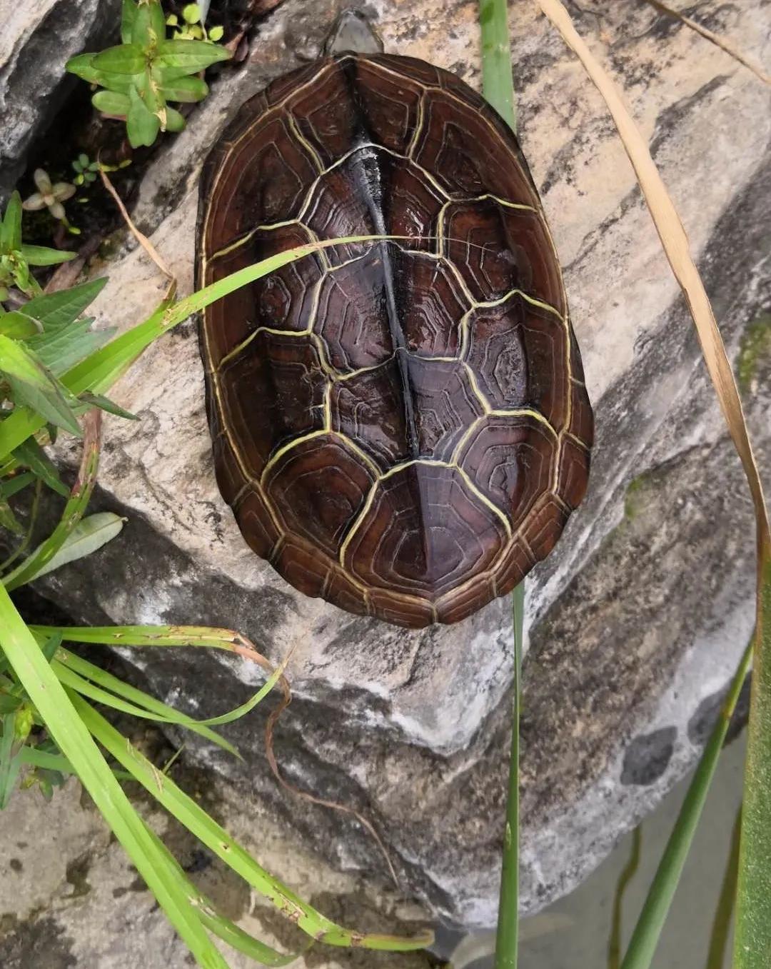 两种国龟的悲歌——古时的山泽常客到现今的附录稀客