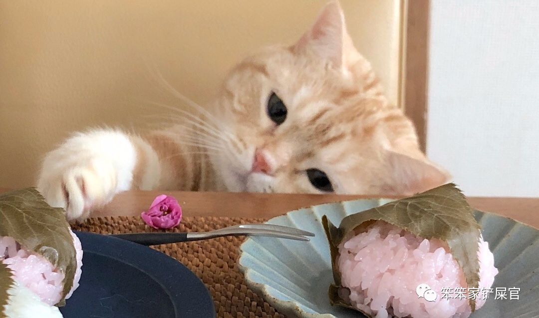 猫咪挑食饿一天,猫咪严重挑食可以饿它几天吗