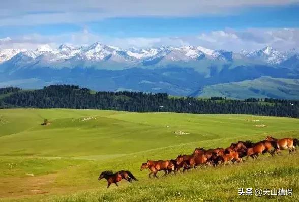 伊犁可克达拉草原,伊犁草原之旅