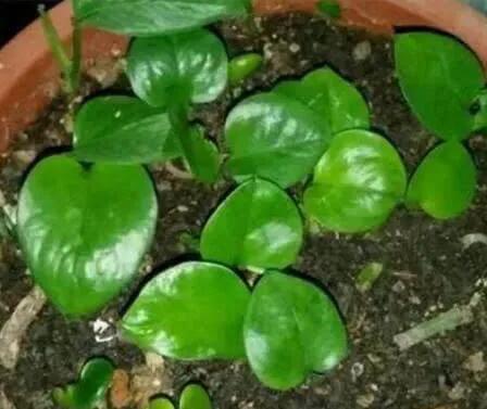 绿萝盆栽改水栽,桌面绿萝小盆栽