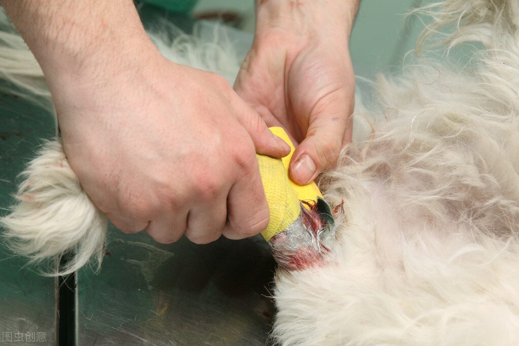 狗伤口化脓要用什么药,狗皮肤伤口用什么药消炎