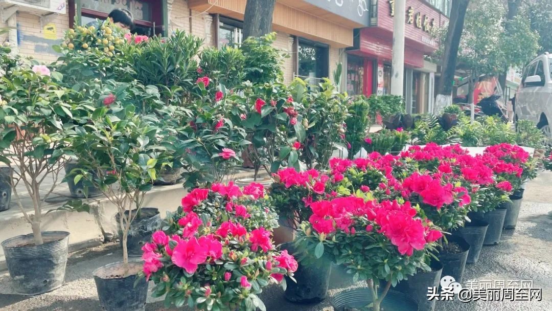 春节临近，周至这条街的花市升温！你知道哪些花最受欢迎吗？