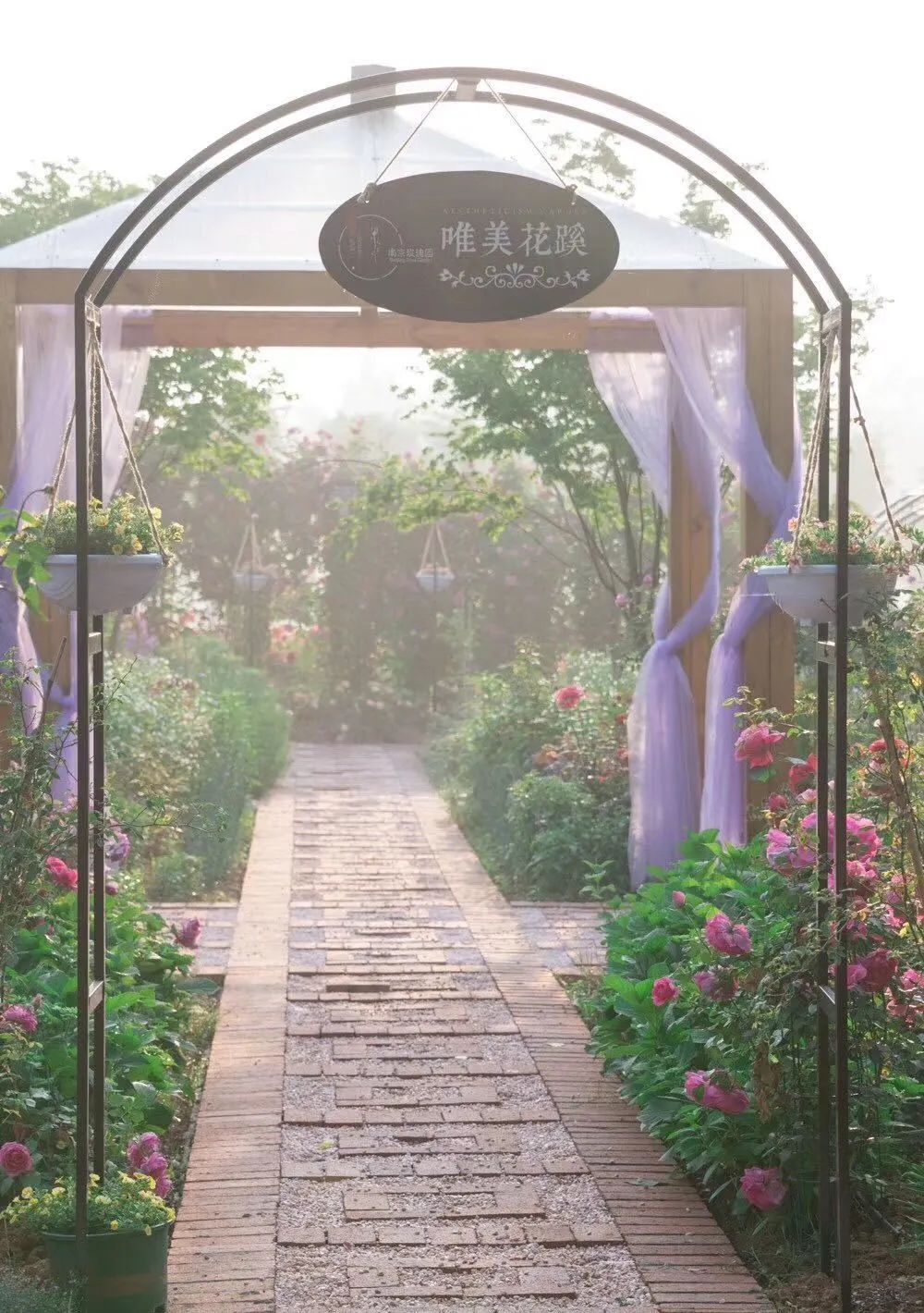 南京溧水千亩玫瑰,南京玫瑰园千亩花海迎来盛花期