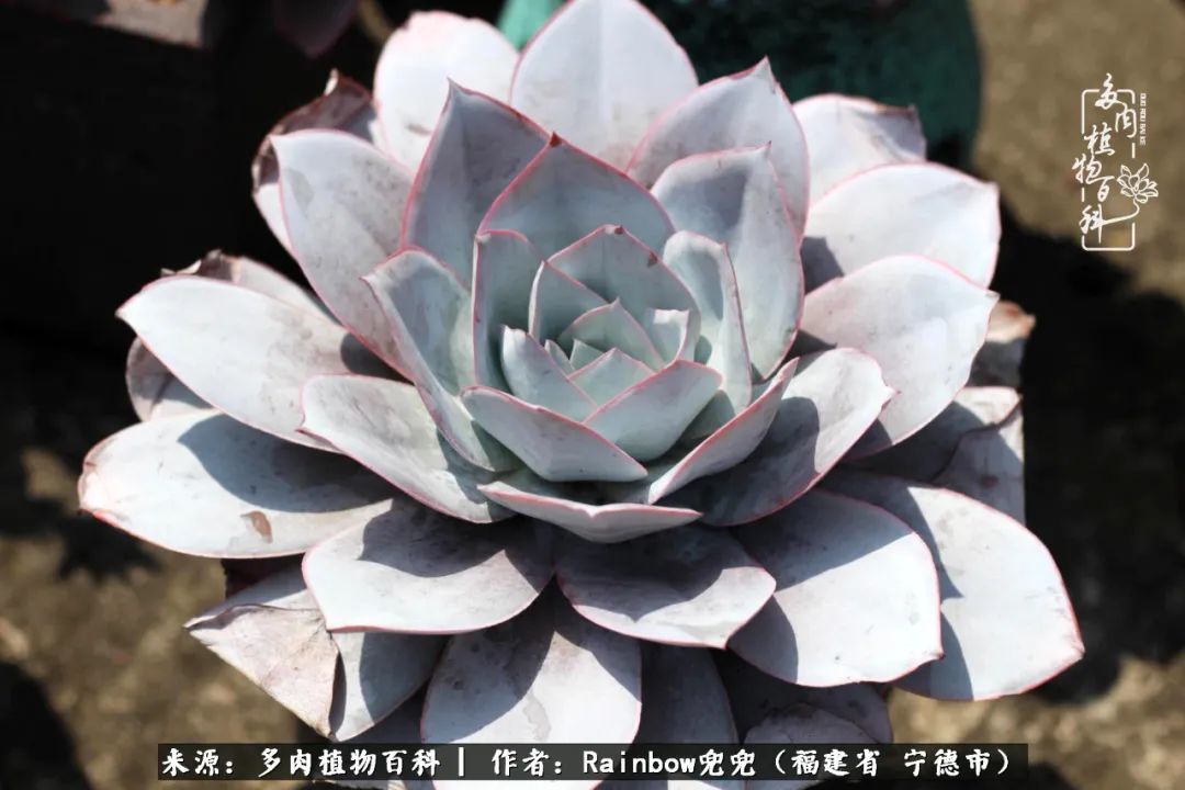 岁月无波澜余生不悲欢是啥意思,愿你岁月无波澜敬我余生无悲欢