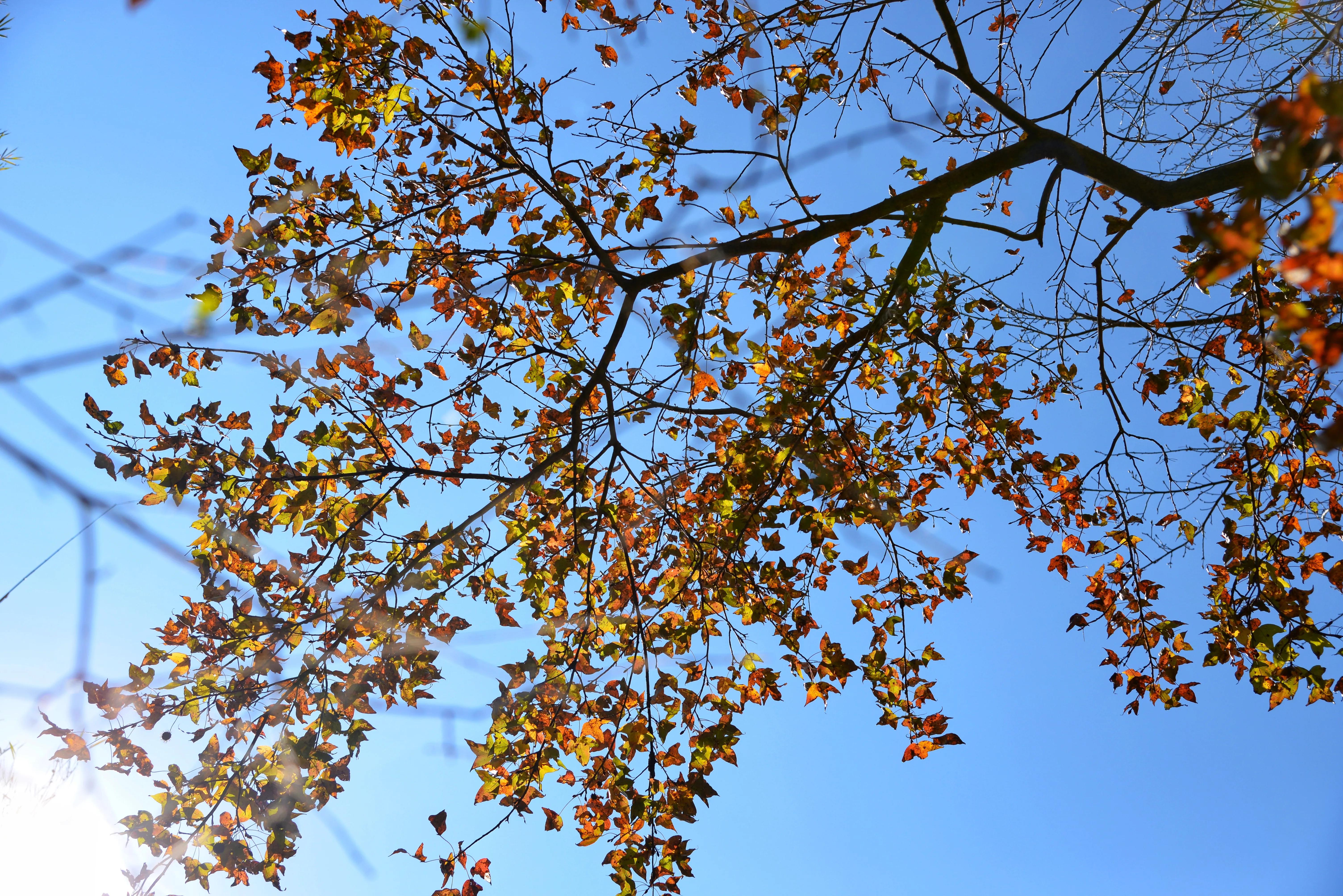 新丰云髻山,新丰云髻山枫叶红了吗