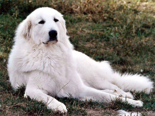 大白熊犬为什么少人养,大白熊犬缺点和优点是什么