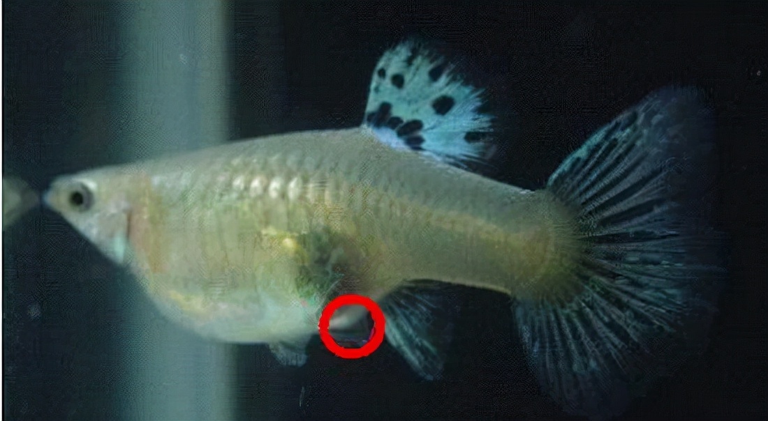 怎么判断孔雀鱼快要生小鱼了,孔雀鱼母鱼正在生鱼仔不吃鱼食