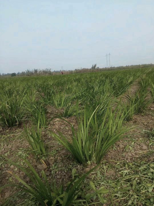 农村种植药材创业项目推荐,农村创业种植药材新模式