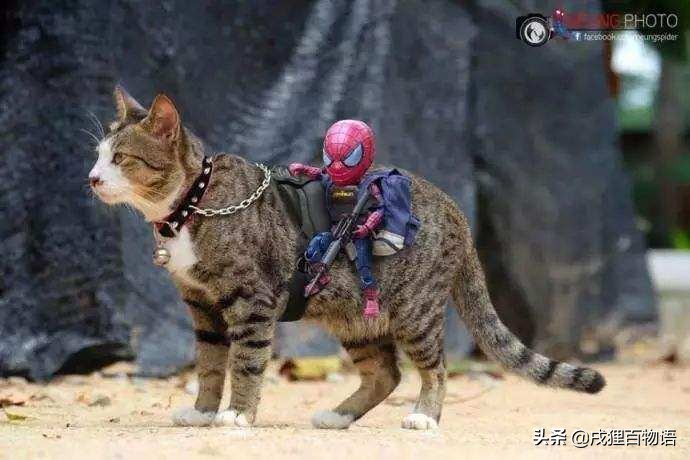 猫咪把蜻蜓吃了,猫咪把昆虫吃了