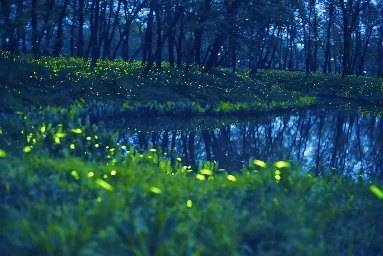丽水上热搜,浙江丽水现萤火虫星海