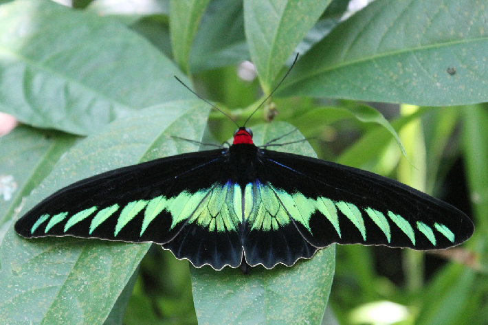 十种最美蝴蝶,自然界蝴蝶大全