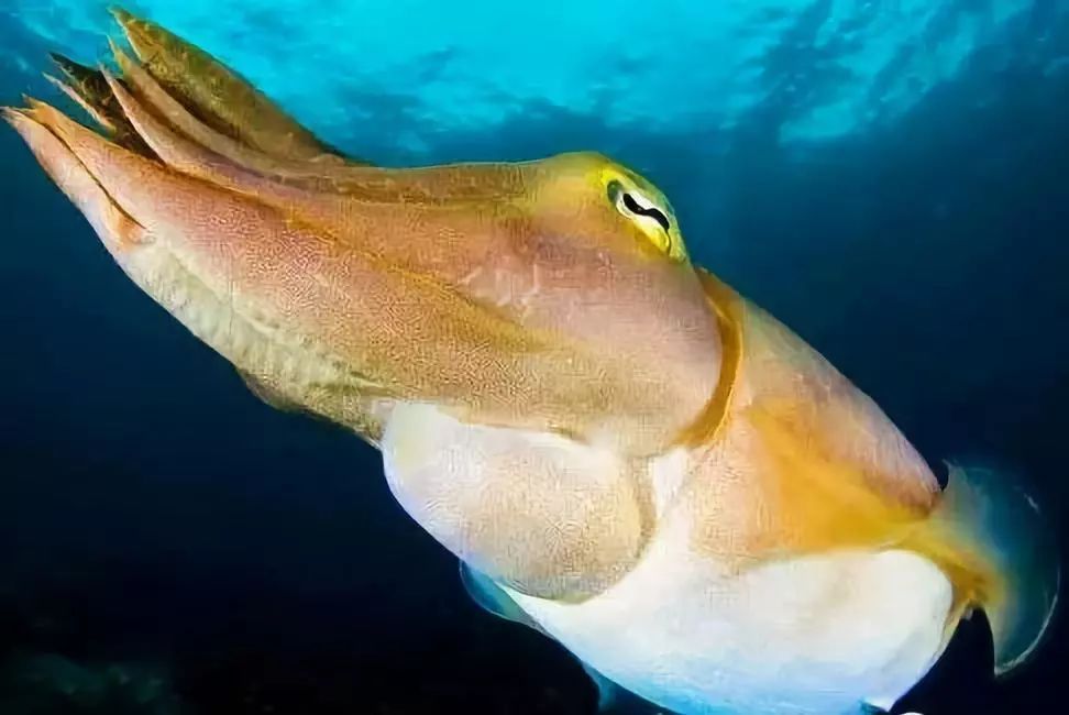 看了让人流口水的美食菜,看了让人流口水的美食照片