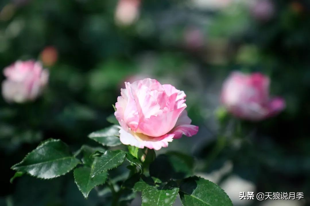 都说“最美人间四月天”，应该就是月季开花的模样吧！