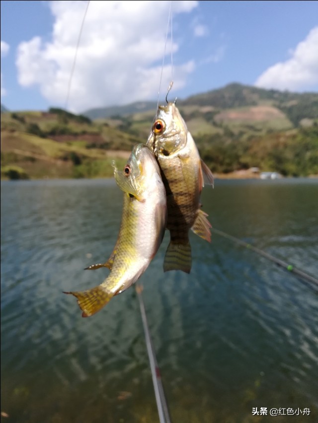 为什么我喜欢硬竿钓鱼,4.5米的鲫鱼竿能钓大鱼吗