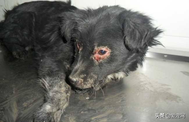 狗狗犬瘟热细小如何预防,狗狗怎么预防犬瘟热