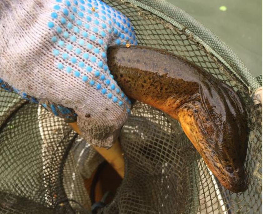 男子田野边挖到一条血红的黄鳝,湖南农民挖出巨型黄鳝