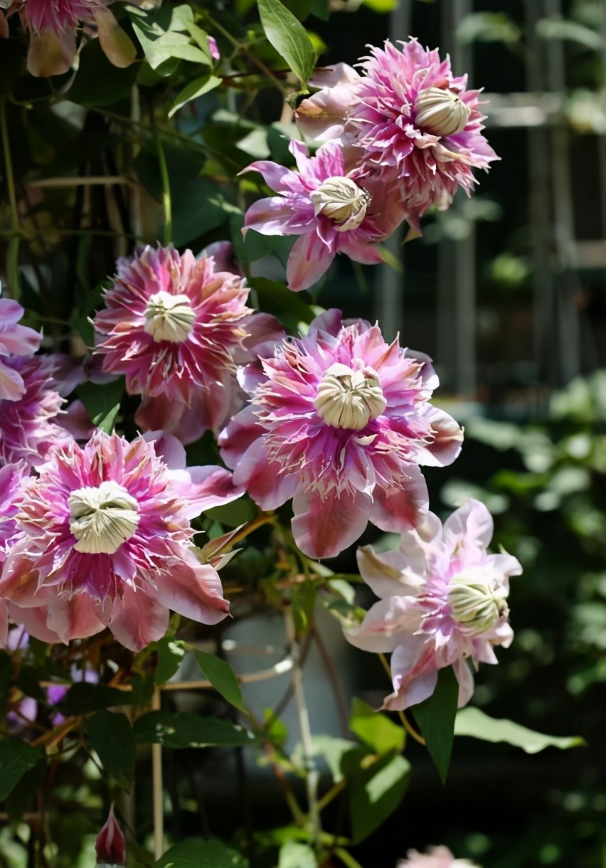 铁线莲的秋季养护方法,铁线莲过夏怎么养