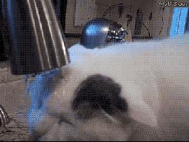 白色猫病,爱喝水的猫得了什么病