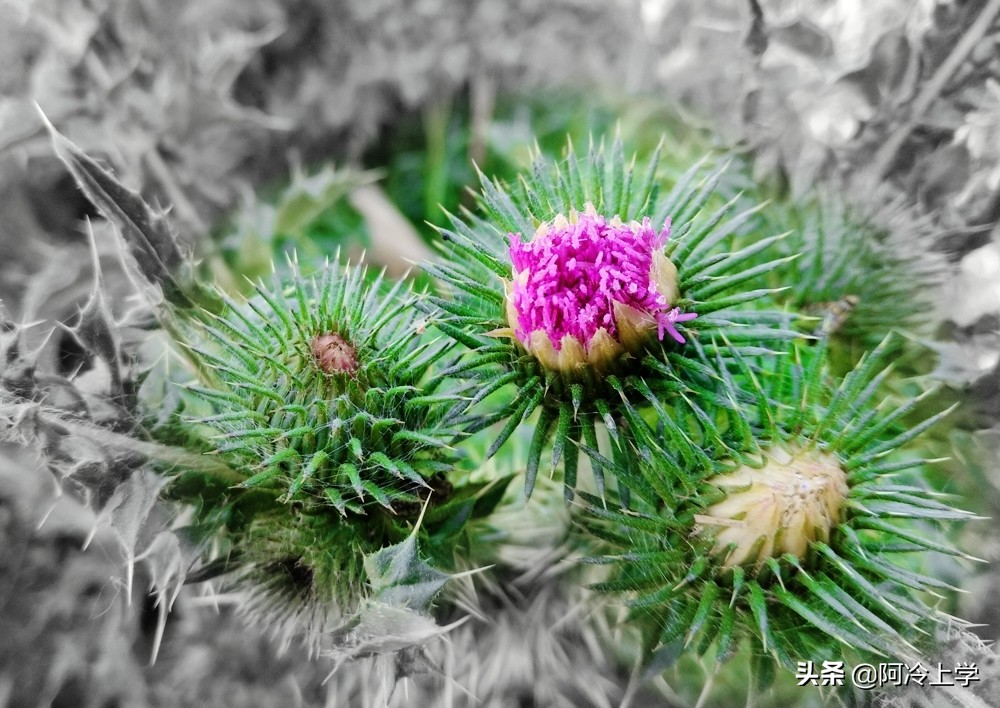 小学语文口语交际的技巧和方法,小学语文15个口语交际必考