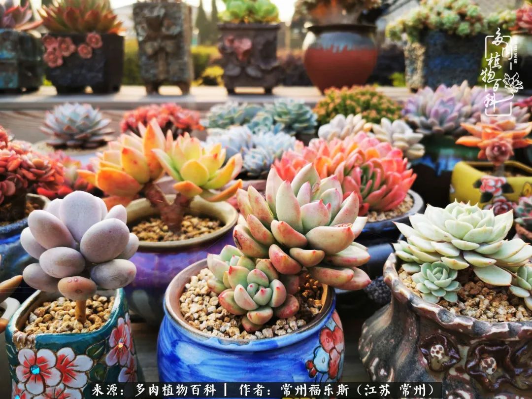 多肉是一处景物吗,多肉也有一道靓丽的风景