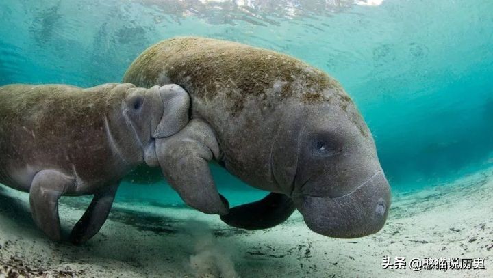 海洋里的哺乳动物是怎么哺乳的,海洋哺乳动物怎么喝水