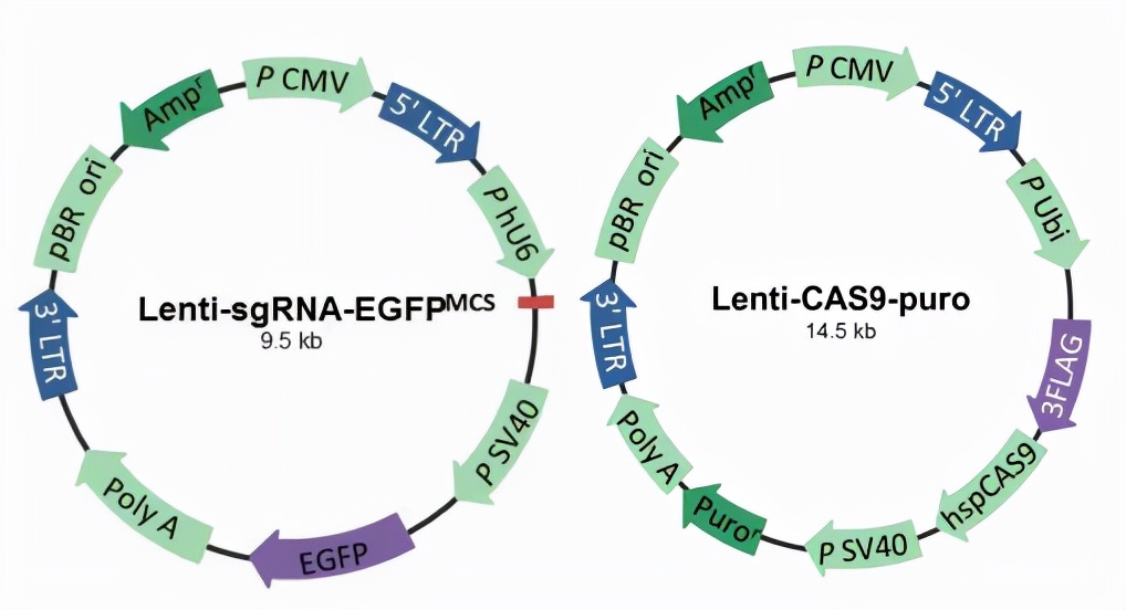 筛个稳转株真就这么难？这份稳转株构建筛选的Protocal值得收藏