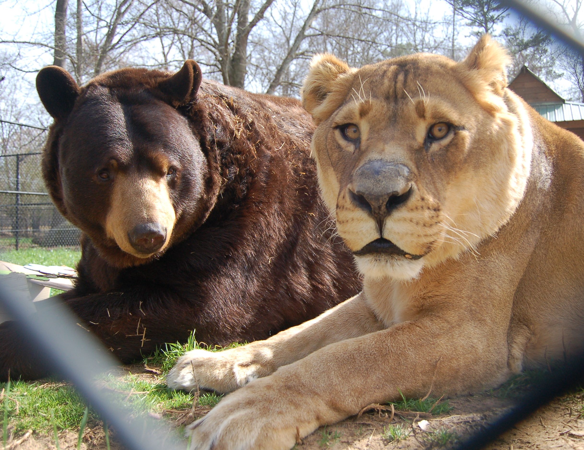 棕熊和东北虎谁活得更久,棕熊和狮虎