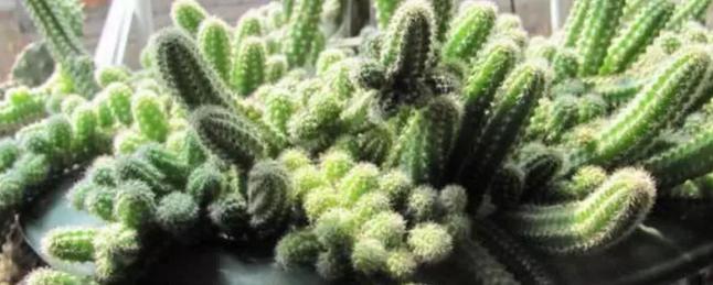 仙人指路健体,仙人指路伤害不高