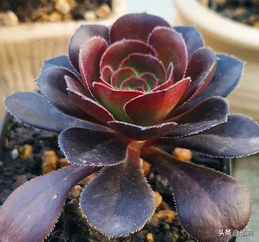 新买的黑法师上盆要不要浇水,黑腐的法师多久能重新上盆