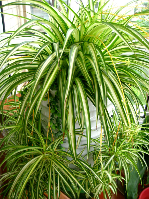 好养的盆栽花卉排名前十,盆栽花比较好养的有哪些