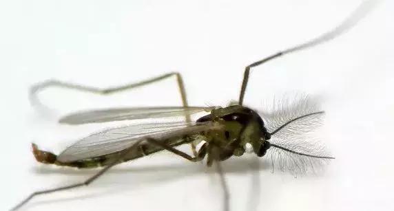 天热有蚊子宝宝怎么办,天热宝宝身上老痒怎么治