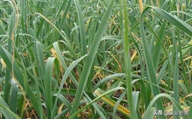 大蒜叶枯病最佳防治方法,大蒜叶枯病怎样防治